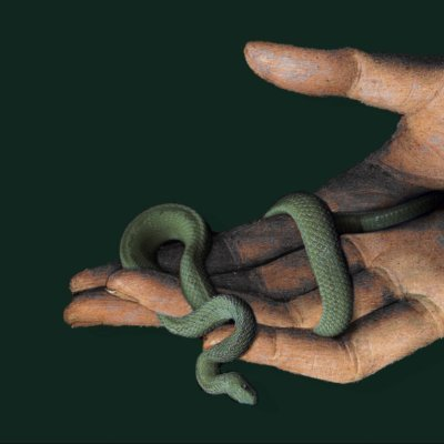 Hands holding a green snake